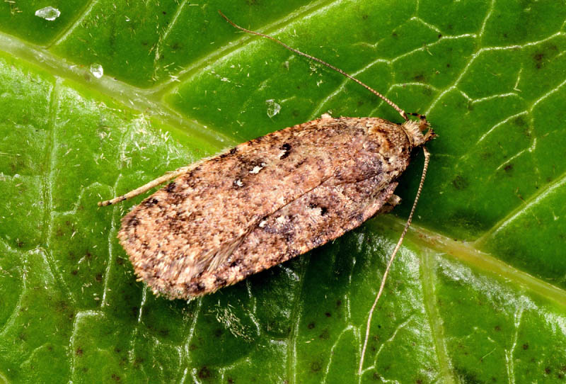 Micro riparate in casa